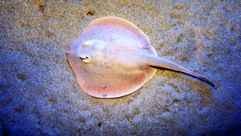 Charlotte the Stingray, a Future Mom, Passes Away at Her N.C. Aquarium 3