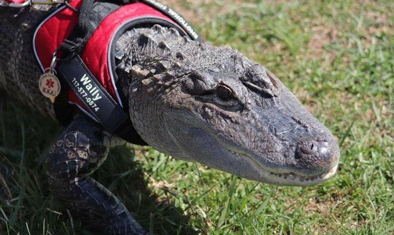 Have You Seen This Emotional Support Gator? Wally's Owner Reports Him Missing in Georgia 3