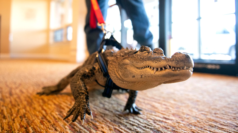 Have You Seen This Emotional Support Gator? Wally's Owner Reports Him Missing in Georgia 1